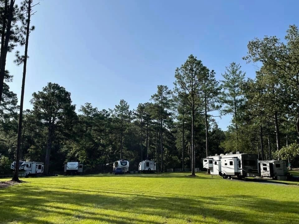 Scenic RV campground with pine trees and grassy field